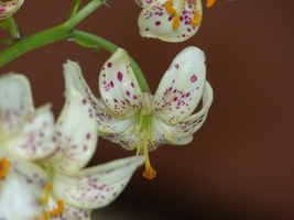 Foto: Dr. Peter Müller